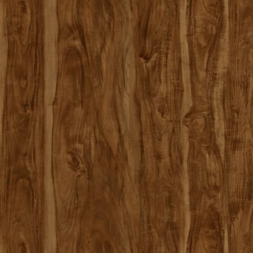 Exotics Collection in Acacia