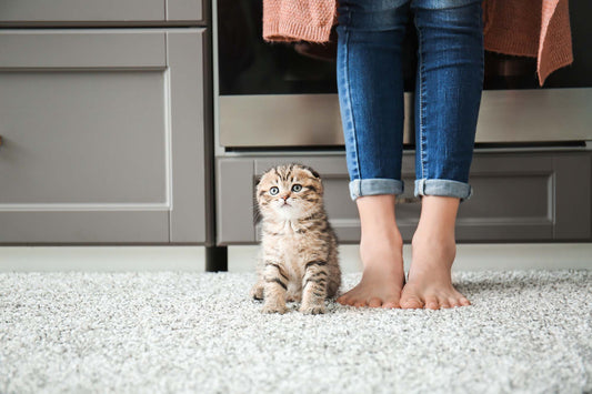 Choosing Carpet That Holds Up to Cats