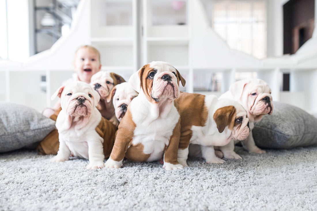 Finding the Best Carpet for a Dog-Friendly Home